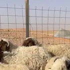 نعيمي ذبايح