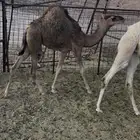 حشو العدد 3 بكرتين وقعود