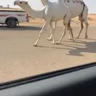 عشراء وضحاء كفووو
