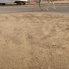 ضروبه وضحا مشروطه سعرها مناسب جدا