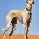 مطلوب سلق صيد
