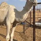 جمل كفو رماني