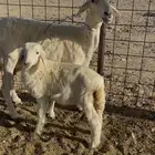 نعجها معها طلي