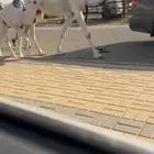 خلفه وضحاء هديه