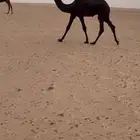 قعود للبيع