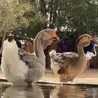 وز روسي صنف منتج