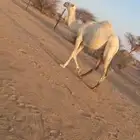 بكره مفروده تحقق الشتاء ذا