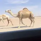 لقحه حمرا كفو عظم وعدال