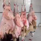 ذبائح للبيع حايل