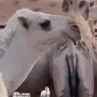 بكره حواره رمانية