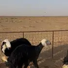 رخال نجد