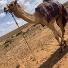 قعود حر صافي