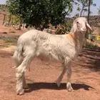 خروف اصفر كفو