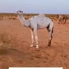 قعود اوضح رماني ثني جده بعير المهيلب