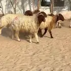 غنم نعيم صنف