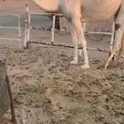 بكره ثنية