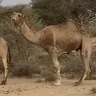 بعير للبيع مشروط