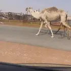 للبيع ضريبه شقحاء كفو سنها شاق معزول عنها بنتها قبل يومين