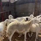 العدد 9 صافات شبب وجروم طيبه دفيع ودفاعها حول 3 شهور امراح