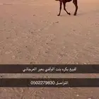 للبيع بكره كفو الفديو موجود على الوتساب
