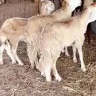 سواكني تربيه سبع شهور ونعيم فللل شحم مع الصلخ التوصيل