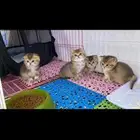 سكوتش فولد قطه قطو قطط كيتن بيور قطوه بسه سكوتش قولد