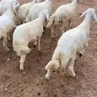 طليان حريه