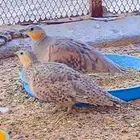 ق ط ا احيمر المقطقط