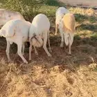 سواكني رفيدي  برابر