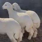 للبيع خرفان طيبه