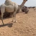 ضرايب مشروطه