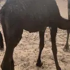 قعود على حليب شحم فل