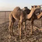 للبيع قعدان