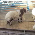 خروف نعيمي