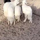 5 خرفان جبر مولده عندي مشروطه
