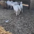 بهم حري تربيه والبيع سمح