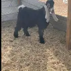 تيس عاضي البيع الموقع ضرما