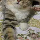 قطه للبيع