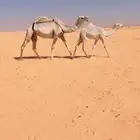 خلفه وضحا رمانيه تحتها بكره عليانيه السن رباع