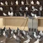 حمام بلدي