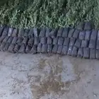 اشجار سدر بلدي احجام صغيره للكميات