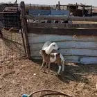 تيس فحل ورفيديه يتبعها طلي