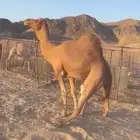 جمل احمر للبيع