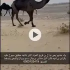 البعير الطيب