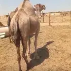 نياق عوادي ملاقي