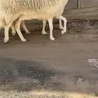 للبيع شياه حريات خصم الخصم