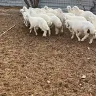 بهم حري تربيه طليان