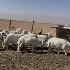 65 رخل طيبة منوة القناي