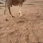 القحة