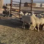 رخال حريات حرش عدد 8